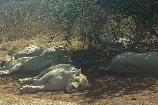 Rhino & Lion Nature Reserve - Traveler Photos