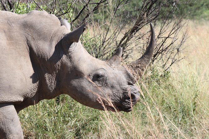 Rhino & Lion Nature Reserve & Wonder Caves - Tour Details and Inclusions