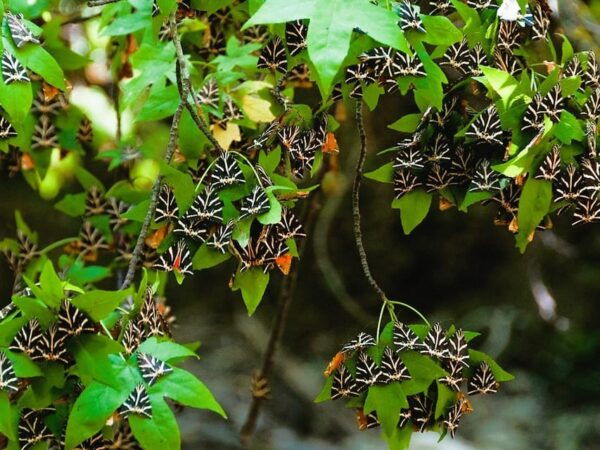 Rhodes: Butterflies Valley, Castle, Prasonisi & Wine Village - Frequently Asked Questions