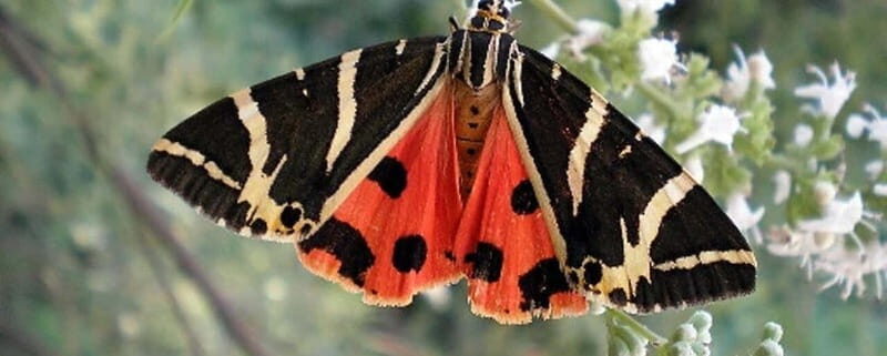 Rhodes: Butterfly Valley and Filerimos Hill Bus Trip - Cost and Value