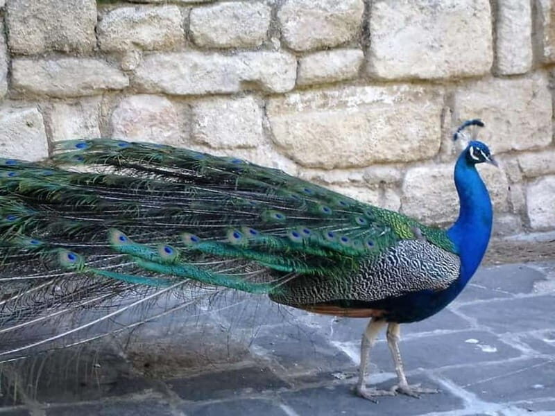 Rhodes: Butterfly Valley and Filerimos Hill Bus Trip - Frequently Asked Questions