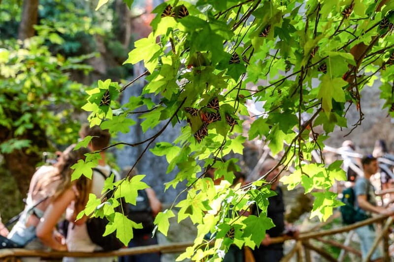 Rhodes: Butterfly Valley Half-Day Bus Trip - Authentic Insights from Reviews