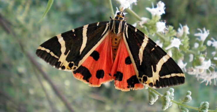 Rhodes: Butterfly Valley & Wine Tasting Tour (Small Group) - Tour Details
