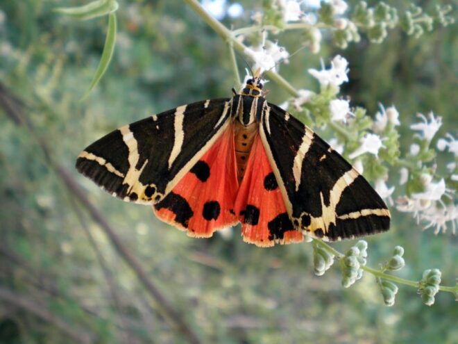 Rhodes: Butterfly Valley & Wine Tasting Tour (Small Group) - Tour Highlights