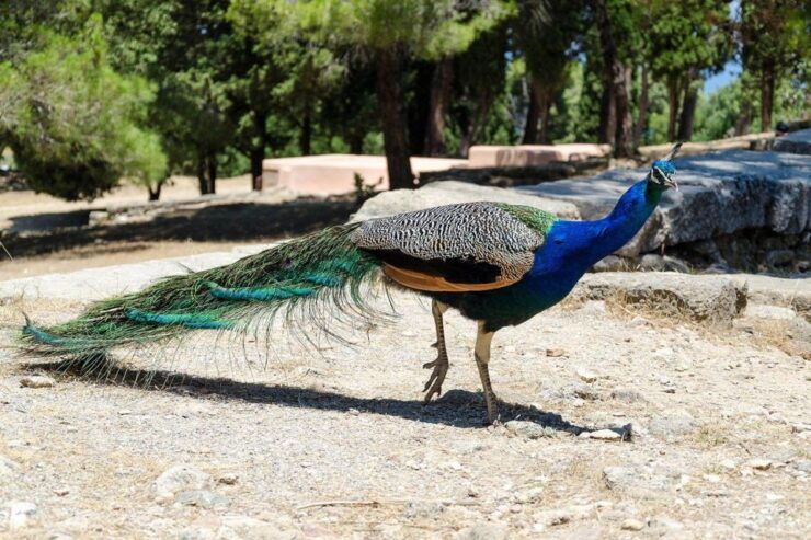 Rhodes: Filerimos Hill and Butterfly Valley Bus Trip - Tour Details