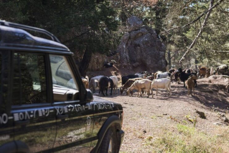 Rhodes: Full-Day 4WD Southern Safari Tour - General Information