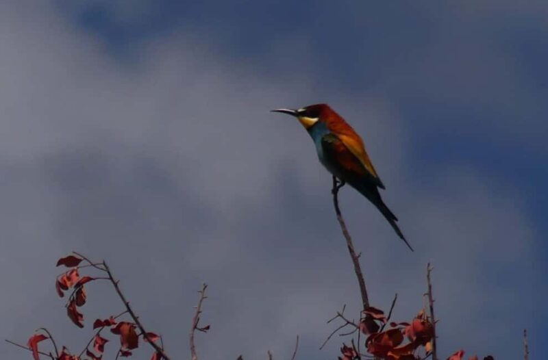 Rhodes: Safari with experienced driver - South pick ups - Exploring the Rhodes South Safari Experience