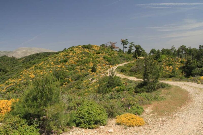 Rhodes: Safari with experienced driver - South pick ups - Is This Tour Right for You?