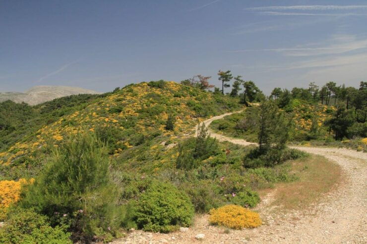 Rhodes: Safari With Experienced Driver - South Pick Ups - Good To Know