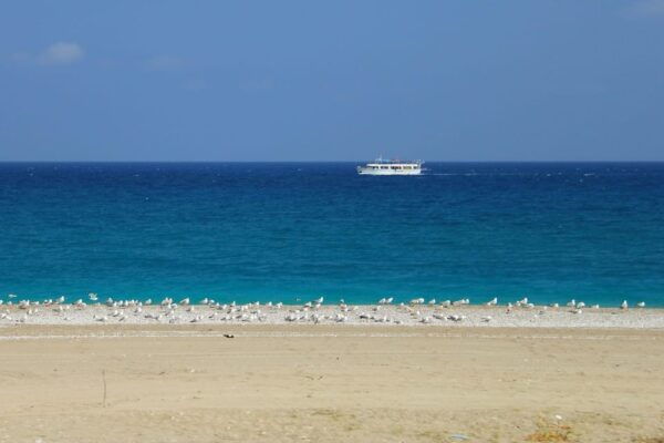 Rhodes: Safari With Our Driver - North - Pick Ups West Coast - Safety and Accessibility
