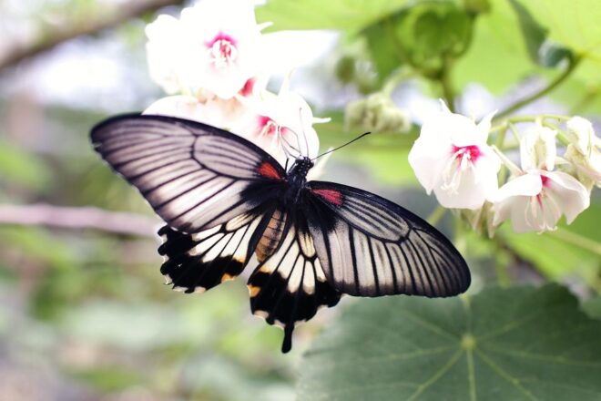 Rhodes: Shore Excursion, Valley of the Butterflies & Lindos - Pickup and Transportation