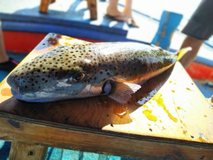 Rhodes Town: Fishing Boat Trip With Fish Meal and Swim Stops - Details of the Fishing Boat Trip