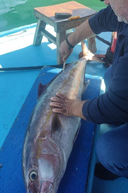 Rhodes Town: Fishing Boat Trip With Fish Meal and Swim Stops - Booking Information and Process