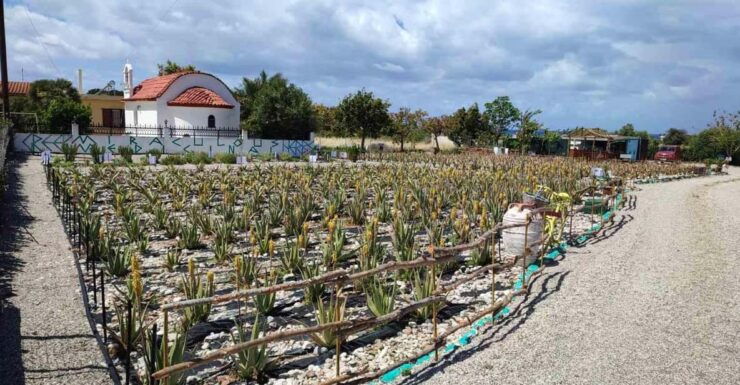Rhodes:Explore the Farms Paths & Discover Aloe Vera & Herbs - Good To Know