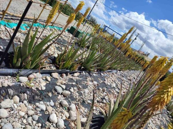 Rhodes:Explore the Farms Paths & Discover Aloe Vera & Herbs - Benefits of Organic Farming