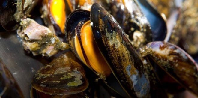 Ría De Arousa: Boat Ride to Mussel Farm With Tasting - Directions