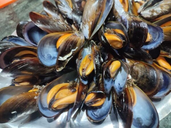 Ría De Arousa: Boat Ride to Mussel Farm With Tasting - Common Questions
