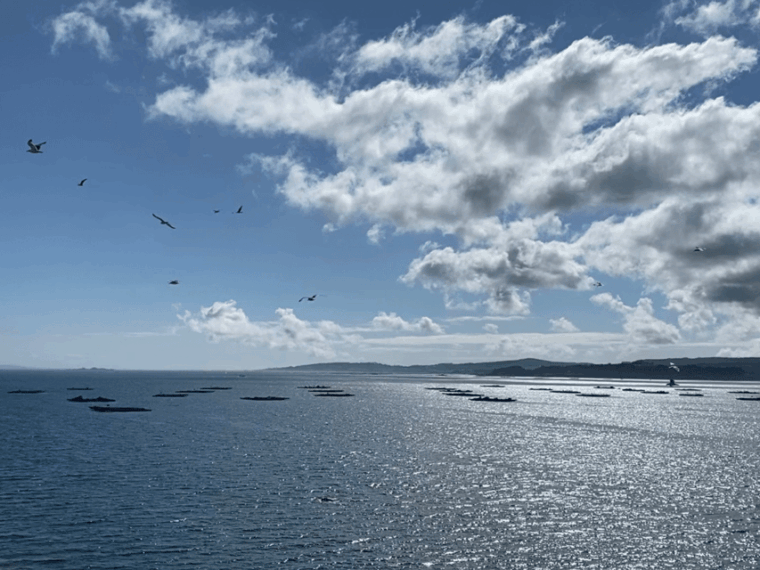 Ría De Arousa: Daytime or Sunset Sailboat Cruise With Drinks - Highlights and Features