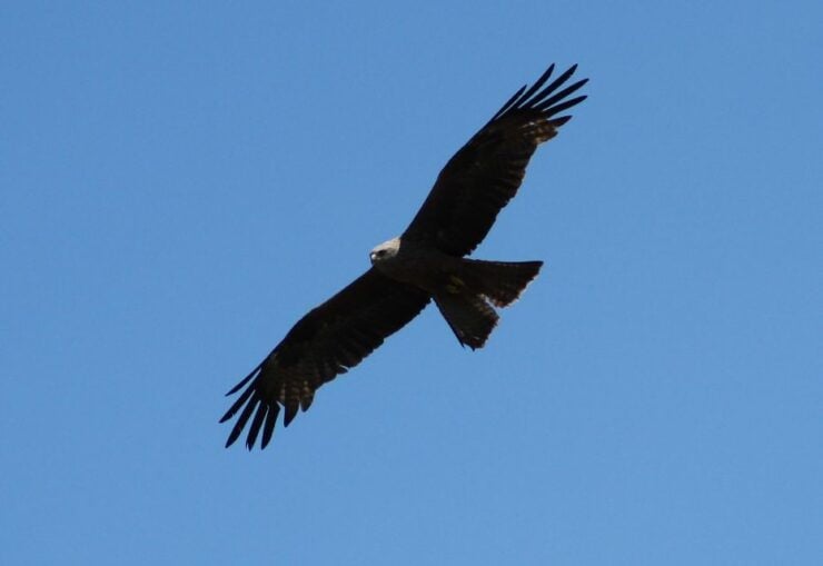 Ria De Aveiro: Birdwatching Tour (Full Day) - Tour Details