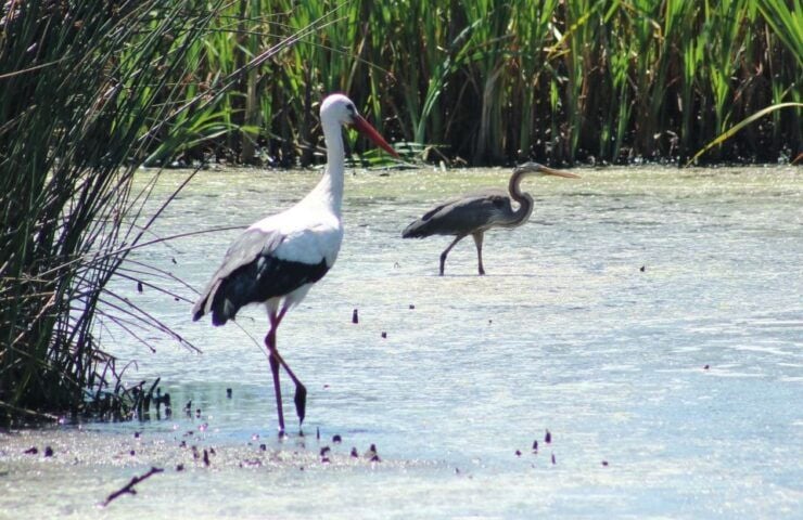 Ria De Aveiro: Birdwatching Tour (Full Day) - Activity Description