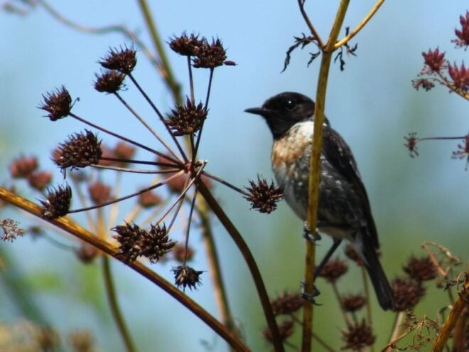 Ria De Aveiro: Birdwatching Tour (Full Day) - Highlights