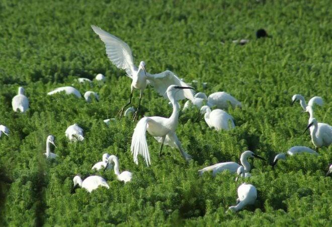 Ria De Aveiro: Birdwatching Tour (Full Day) - Itinerary