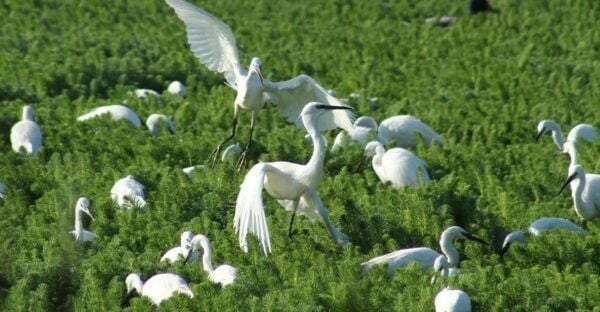 Ria De Aveiro: Birdwatching Tour (Full Day) - Additional Information