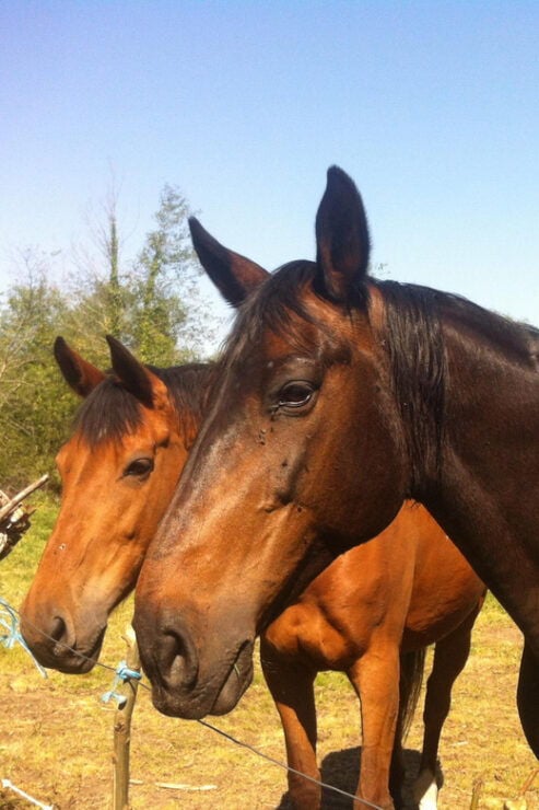 Ria De Aveiro Inn Nature Full-Day Private Tour up to 4 Pax - Good To Know
