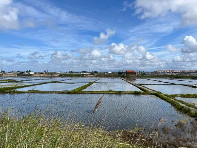 Ria De Aveiro Inn Nature Full-Day Private Tour up to 4 Pax - Nature Exploration Highlights
