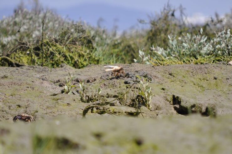 Ria Formosa National Park: Kayak Trip - Booking Information
