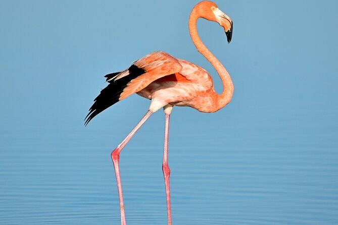 Ría Lagartos Biosphere Reserve & Las Coloradas Adventure - An In-Depth Look at the Itinerary