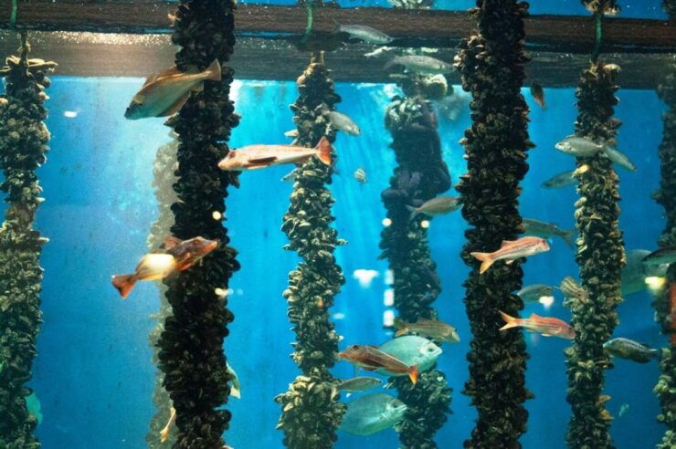 Rias Baixas: Boat Tour With Wine, Seafood, and Winery Visit - Activity Details