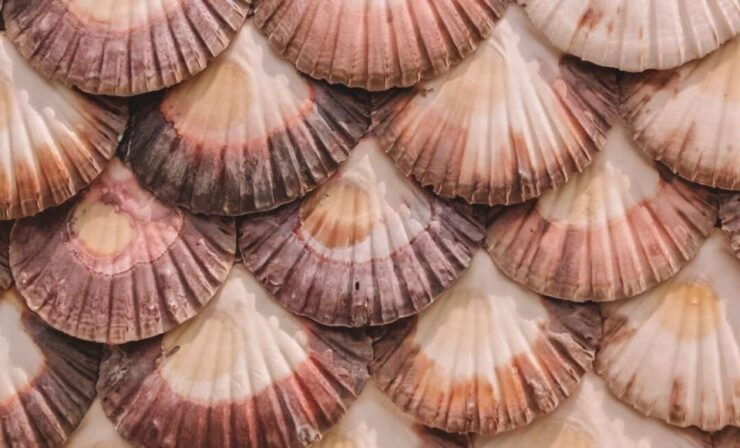 Rias Baixas Tour From Santiago De Compostela - Tour Details