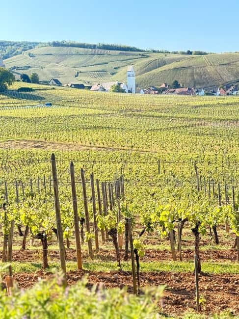 Ribeauvillé: Music, Castles, and Legends - Authenticity & Unique Insights from Reviews