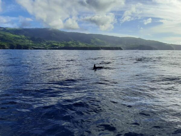 Ribeira Grande: Ocean Safari |Sta. Eiria Bay - Inclusions and Exclusions