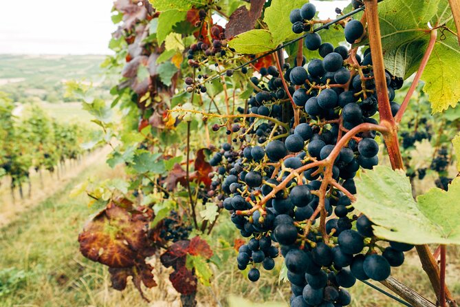 Ribera and Rioja Wineries Private Tour From Madrid - The Sum Up
