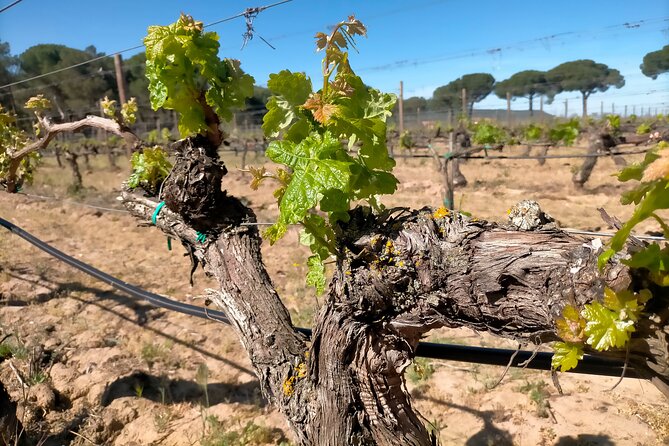 Ribera Del Duero 1 Day Wine Tour in English - Pricing and Value