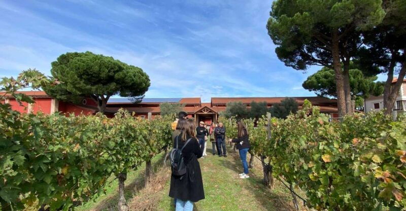 Ribera Del Duero: 2 Winery Visits and Transport From Madrid - Key Points