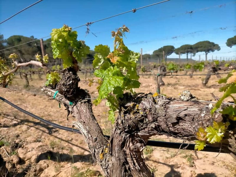 Ribera del Duero Tour: 2 Wineries with Transport from Madrid - The Sum Up