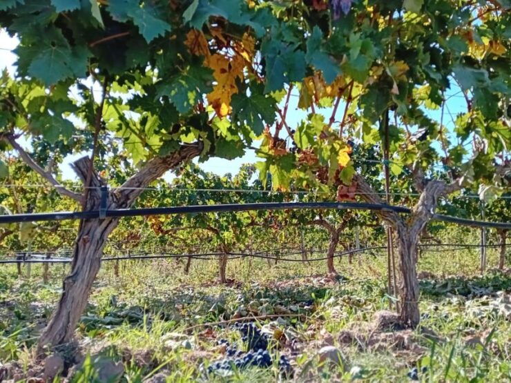 Ribera Del Duero: Visit 2 Wineries Pickup & Drop-Off - Tour Overview