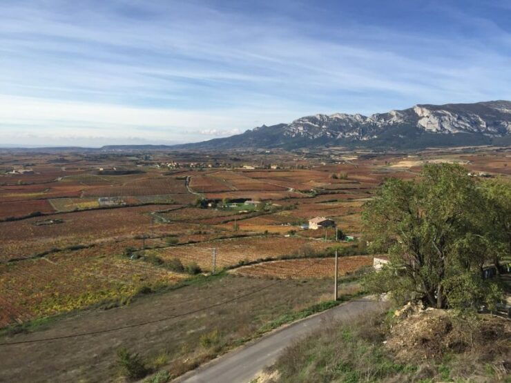 Ribera Del Duero: Wine Tasting Tour With Lunch - Experience Highlights