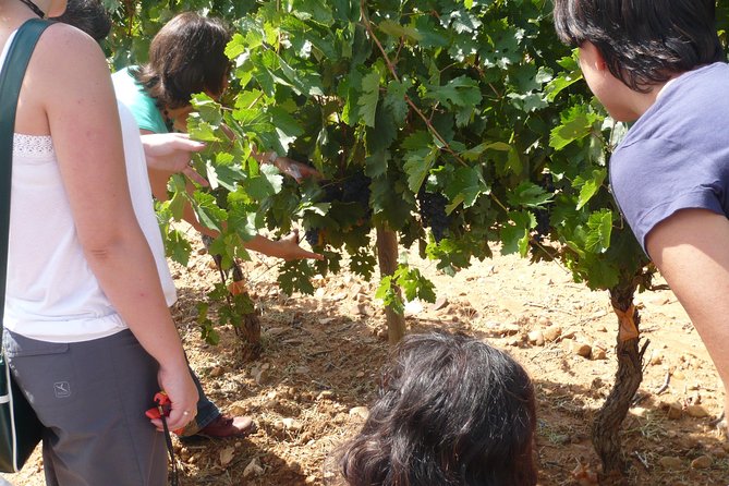 Ribera Del Duero Wineries Guided Tour & Wine Tasting From Madrid - Cancellation Policy