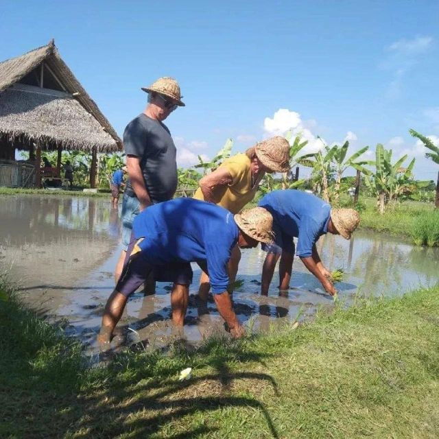Rice Farming and Bali Village Life - Good To Know