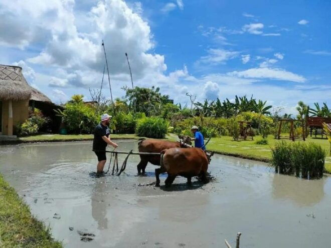 Rice Farming and Bali Village Life - Village Activities