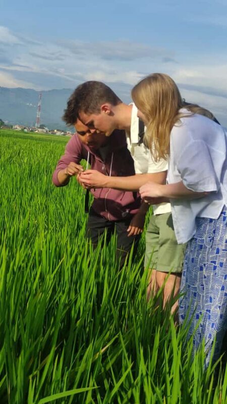 Rice Fields, Coffee plantation, White Crater, & Hot Springs - Good To Know