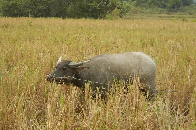 Rice Fields & Rural Villages Tour - Booking Information