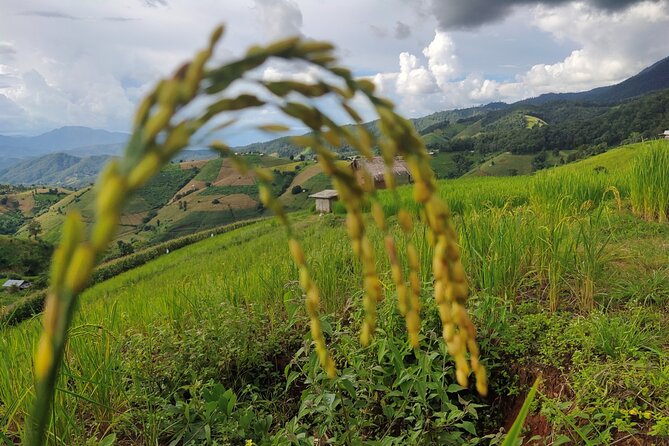 Rice Fields Terraces of Ban Pa Pong Piang. ( 1 Day Tour ) - Exploring the Cultural Traditions of Local Farmers