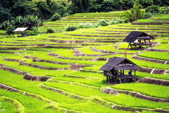 Rice Fields Terraces of Ban Pa Pong Piang. ( 1 Day Tour ) - Indulge in a Delicious Local Cuisine Experience