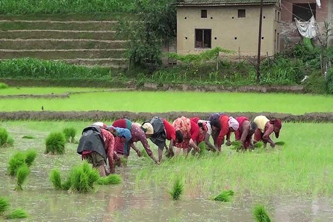 Rice Plantation Experience in Bhaktapur - Enjoy a Newari Meal