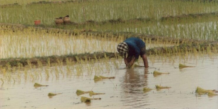Rice Planting in Nepal - Ideal Time for Rice Planting